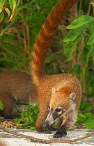 Cozumel Coati (Nasua nelsoni) Cozumel Island, Mexico. Critically endangered endemic species.