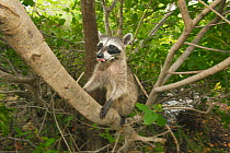 Pygmy Raccoon (Procyon pygmaeus) climbing tree, Cozumel Island, Mexico. Critically endangered endemic species.