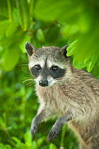 Pygmy Raccoon (Procyon pygmaeus) portrait, Cozumel Island, Mexico. Critically endangered endemic species.