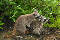 Pygmy Raccoon (Procyon pygmaeus) pair about to mate, Cozumel Island, Mexico. Critically endangered endemic species.