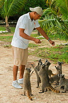 Tourist feeding Pygmy Raccoons (Procyon pygmaeus) Cozumel Island, Mexico. Critically endangered endemic species.