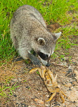 Pygmy Raccoon (Procyon pygmaeus) catching crab, Cozumel Island, Mexico. Critically endangered endemic species.