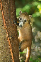 Cozumel Coati (Nasua nelsoni) climbing tree. Cozumel Island, Mexico.  Endemic, Critically endangered species.