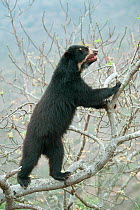 Spectacled Bear (Tremarctos ornatus) female climbing tree, Chaparri Reserve, Lambayeque Province, Peru