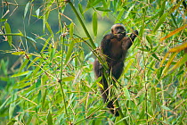 Large headed capuchin (Sapajus macrocephalus) Manu National Park,   Southeast Peru