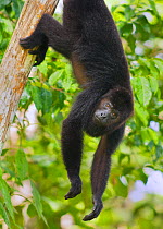 Guatemalan Black Howler Monkey (Alouatta pigra) climbing,  Community Baboon Sanctuary, Belize, Central America. Endangered species.