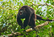 Guatemalan Black Howler Monkey (Alouatta pigra) calling, Wild, Community Baboon Sanctuary, Belize, Central America, Endangered species.