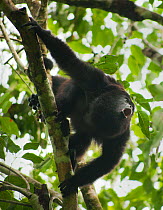 Guatemalan Black Howler Monkey (Alouatta pigra) calling, Community Baboon Sanctuary, Belize, Central America. Endangered species.