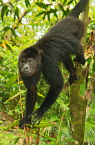 Guatemalan Black Howler Monkey (Alouatta pigra)  Community Baboon Sanctuary, Belize, Central America. Endangered species.