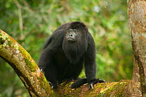 Guatemalan Black Howler Monkey (Alouatta pigra) male. Community Baboon Sanctuary, Belize, Central America. Endangered species.