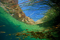 Underwater view of aquatic plants in Wadi Shab, or Wadi Al Shab, Al Sharqiyah South Governorate, Sultanate of Oman. February 2015. Photographed for The Freshwater Project