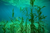 Underwater view of aquatic plants in Wadi Shab, or Wadi Al Shab, Al Sharqiyah South Governorate, Sultanate of Oman. February 2015. Photographed for The Freshwater Project