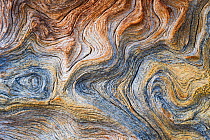 Detail of the trunk of an old, fallen Scots pine (Pinus sylvestris) in the Stora Sjofallet National Park. World Heritage Laponia, Swedish Lapland, Sweden. September 2009.