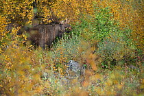 Elk / Moose  (Alces alces) male feeding, Sarek National Park. World Heritage Laponia, Swedish Lapland, Sweden. September 2009.