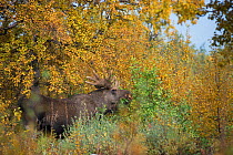 Elk / Moose (Alces alces) male feeding, Sarek National Park. World Heritage Laponia, Swedish Lapland, Sweden. September 2009.