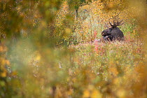 Elk / Moose  (Alces alces) male, Sarek National Park. World Heritage Laponia, Swedish Lapland, Sweden. September 2009.