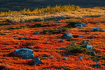 Autumn vegetation at the treeline, with Bilberry (Vaccinium myrtillus) and Mountain birch (Betula pubescens). World Heritage Laponia, Sarek National Park. Swedish Lapland, Sweden. September 2009.