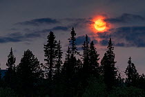 Midnight sun over in the spruce forest. Midnight Sun. Between Lake Riteljaure and Lake Saiva in the Sjaunja Nature Reserve, on the west side of Mt Tjakel. Laponia World Heritage Site, Swedish Lapland,...