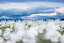 Flowering cottongrass (Eriophorum angustifolium) in wetland,  mirroring clouds in sky, Sjaunja Nature Reserve. Laponia World Heritage Site, Swedish Lapland, Sweden. July 2013.