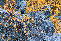 Yellow mountain birch (Betula pubescens) and lichen-covered rocks in autumn. Stora Sjofallet National Park, World Heritage Laponia, Swedish Lapland, Sweden.