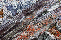 Old wood with lichen-covered rock. Stora Sjofallet National Park, World Heritage Laponia, Swedish Lapland, Sweden. September 2013.