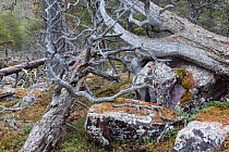 Old Scots pine (Pinus sylvestris) forest with fallen tree, in the Stora Sjofallet National Park in autumn. World Heritage Laponia, Swedish Lapland, Sweden. September 2013