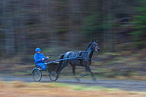 Man training horse on trotting track. Klaebu, Sor-Trondelag, Norway. October 2013.