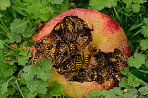 Common wasps (Vespula vulgaris) feeding on fallen apple. Dorset, UK September.