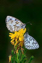 Marbled white (Melanargia galathea) butterflies at rest on Dyer's greenwood flowers. Dorset, UK July.