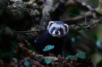 Polecat (Mustela putorius) emerging from hole in hedgebank. Captive reared and released. Dorset, UK December.