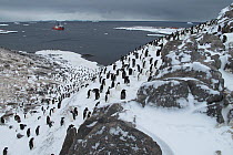 Colony of Adelie penguins (Pygoscelis adeliae) with French Icebreaker L'Astrolabe in the background, at Dumont D'Urville station, Antarctica