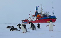 Adelie penguins (Pygoscelis adeliae) in front of French Icebreaker L'Astrolabe, on edge of the fast ice off Dumont D'Urville station, Antarctica. December 2014.