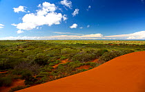 Red sand desert, with Spinifex grass (Spinifex longifolius) and other vegetation growing after rain, Exmouth Peninsula, Western Australia. May 2014.