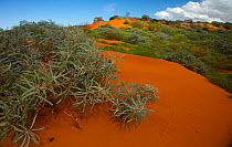 Red sand desert, with Spinifex grass (Spinifex longifolius) and other vegetation growing after rain, Exmouth Peninsula, Western Australia. May 2014.