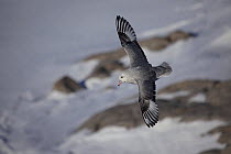 Southern fulmar (Fulmarus glacialoides) in flight, Antarctica.