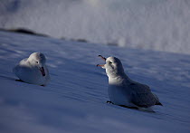 Southern fulmars (Fulmarus glacialoides) one calling calling, Antarctica.