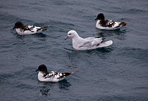 Southern fulmar (Fulmarus glacialoides) swimming with three Cape petrels (Daption capense) Antarctica.