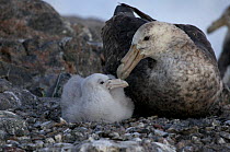 Southern giant petrel (Macronectes giganteus) with chick at colony, Adelie Land, Antarctica