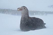 Southern giant petrel (Macronectes giganteus) sitting in snow in front of penguin colony, Antarctica.
