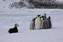 Emperor penguin (Aptenodytes forsteri) adults huddling together to protect chicks from Southern giant petrel (Macronectes giganteus) Antarctica.