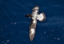 Cape Petrel (Daption capense) in flight, Antarctica