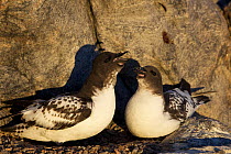 Cape Petrel (Daption capense) pair, one calling, on nest, Antaractica.