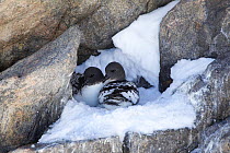 Cape Petrel (Daption capense) on nest, Antarctica.