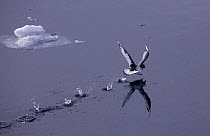 Antarctic Petrel (Thalassoica antarctica) taking off, running along sea surface, Antarctica