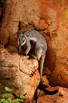 Black-footed rock wallaby (Petrogale lateralis), Cape range National Park, Exmouth, Western Australia