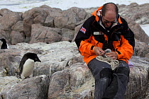 Ornithologist from the British Antarctic Survey measuring and banding Antarctic skua (Stercorarius antarcticus) chick, watched by curious Adelie penguin (Pygoscelis adeliae)  Adelie Land, Antarctica J...