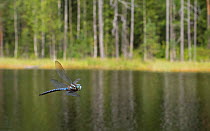 Siberian hawker dragonfly (Aeshna crenata) in flight in habitat, Isojarvi National Park, Keski-Finland / Central Finland, Finland, July.