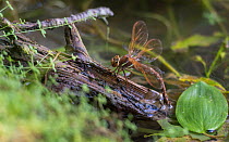 Brown hawker dragonfly (Aeshna grandis) female laying eggs, Kaarina, Lounais-Finland / South-Western Finland, Finland, July.