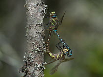 Common hawker dragonfly (Aeshna juncea) pair mating, Isojarvi National Park, Keski-Finland / Central Finland, Finland, July.