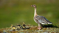 Pink-footed goose (Anser brachyrhynchus) with chicks, Iceland, June